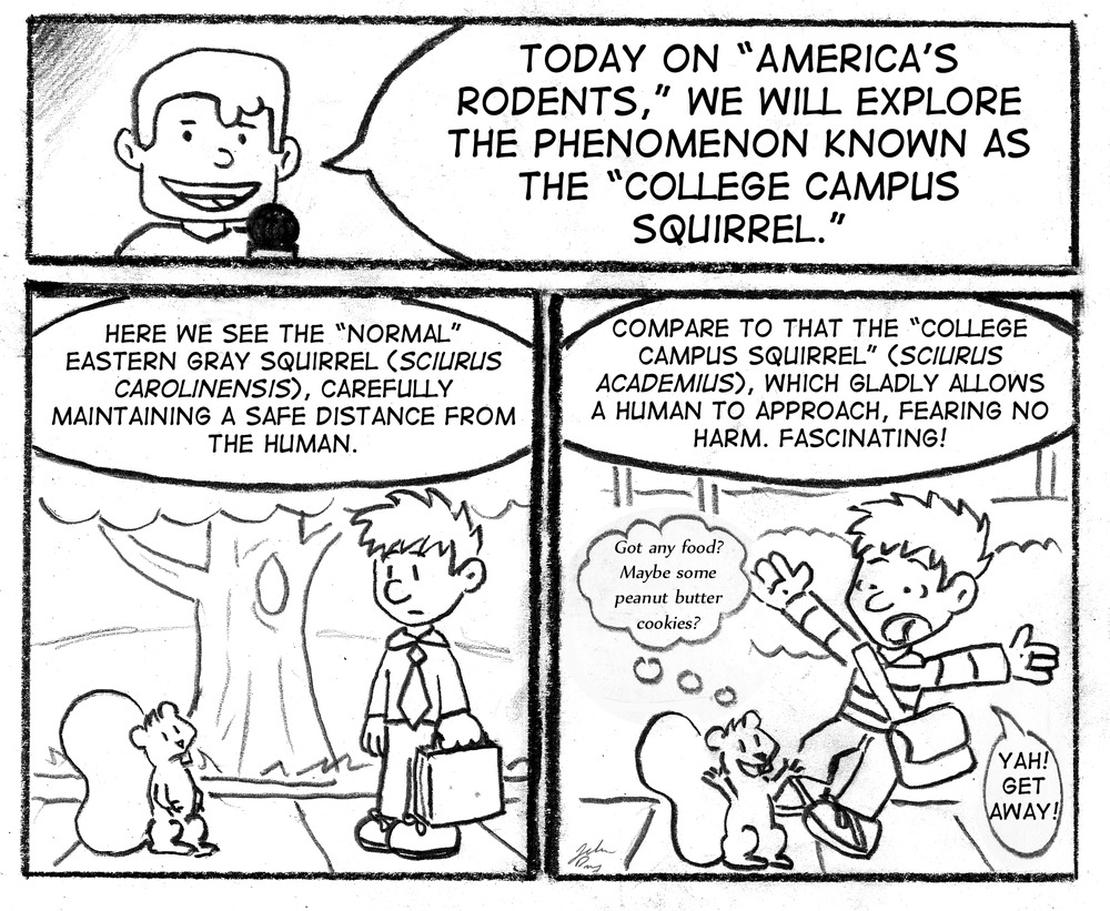 Frame 1: A TV announcer announces, "Today on 'America's Rodents", we will explore the phenomenon known as the 'college campus squirrel'. Frame 2: Announcer: "Here we see the 'normal' eastern gray squirrel (_sciurus carolinensis_), carefully maintaining a safe distance from the human." A squirrel and human look at one another from a safe distance. Frame 3: "Compare to that the 'college campus squirrel' (_sciurus academius_), which gladly allows a human to approach, fearing no harm. Fascinating!" A squirrel excitedly thinks, "Got any food? Maybe some peanut butter cookies?" The human jumps away in shock, exclaiming, "Yah! Get away!"