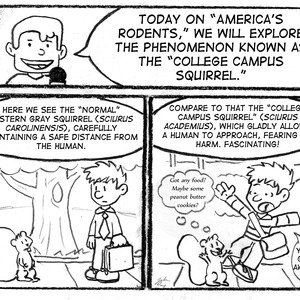 Frame 1: A TV announcer announces, "Today on 'America's Rodents", we will explore the phenomenon known as the 'college campus squirrel'. Frame 2: Announcer: "Here we see the 'normal' eastern gray squirrel (_sciurus carolinensis_), carefully maintaining a safe distance from the human." A squirrel and human look at one another from a safe distance. Frame 3: "Compare to that the 'college campus squirrel' (_sciurus academius_), which gladly allows a human to approach, fearing no harm. Fascinating!" A squirrel excitedly thinks, "Got any food? Maybe some peanut butter cookies?" The human jumps away in shock, exclaiming, "Yah! Get away!"